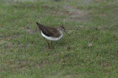 Tringa ochropus
