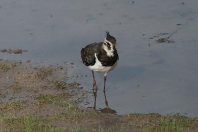 Vanellus vanellus