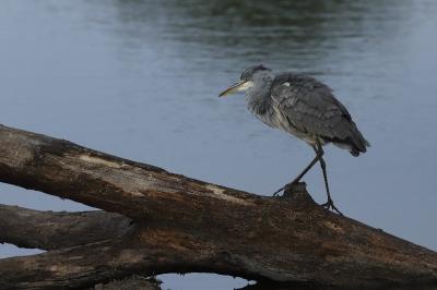 Ardea cinerea
