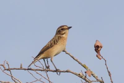 Saxicola rubetra