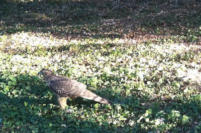 Accipiter gentilis