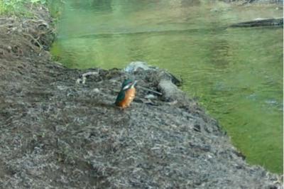 Alcedo atthis
