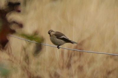 Ficedula hypoleuca