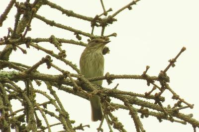 Muscicapa striata