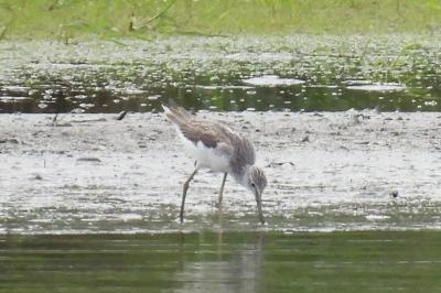 Tringa nebularia