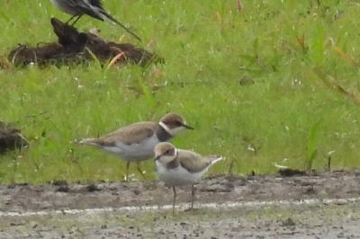 Charadrius dubius