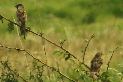 Passer domesticus