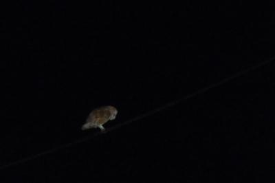 Tyto alba