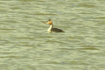 Podiceps cristatus