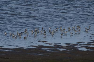 Calidris alpina