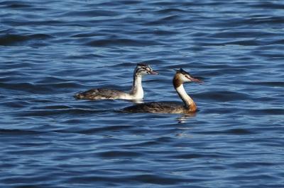 Podiceps cristatus