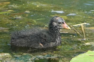 Gallinula chloropus