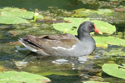Gallinula chloropus