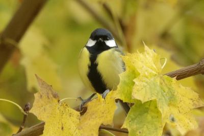 Parus major