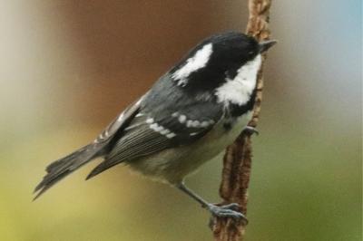Periparus ater