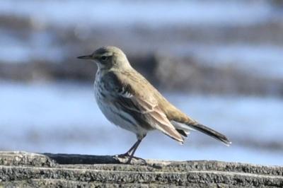 Anthus spinoletta