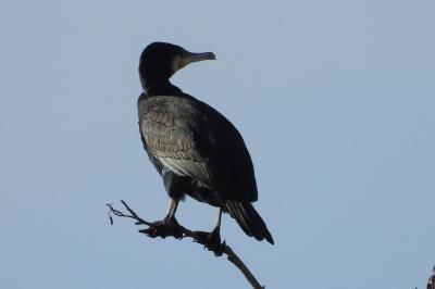Phalacrocorax carbo