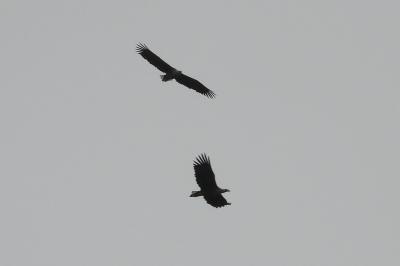Haliaeetus albicilla
