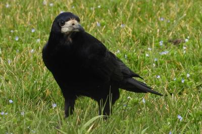 Corvus frugilegus