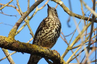 Turdus viscivorus