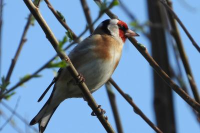 Carduelis carduelis