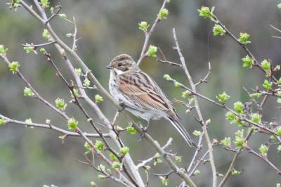 Emberiza schoeniclus