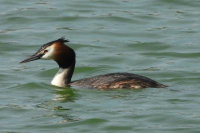 Podiceps cristatus