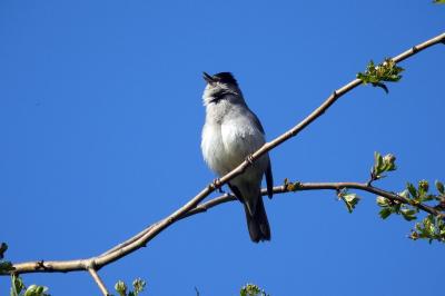 Sylvia atricapilla