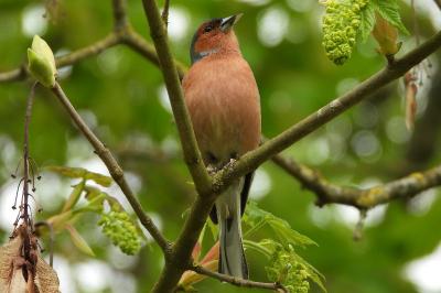 Fringilla coelebs