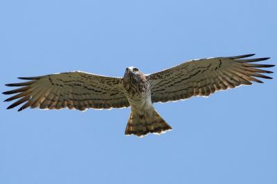 Circaetus gallicus