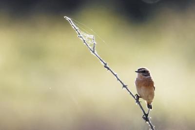 Saxicola rubetra