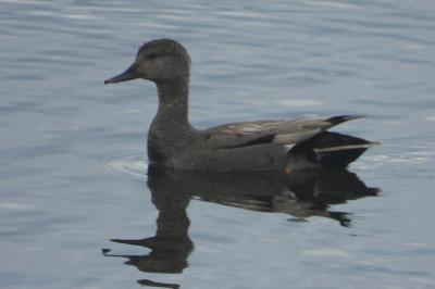 Canard chipeau