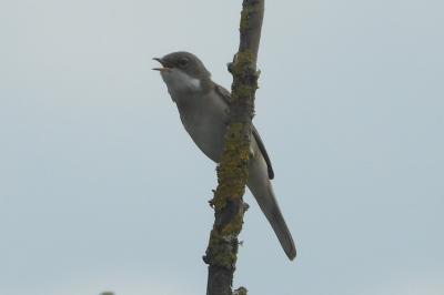Fauvette grisette