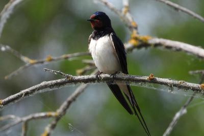 Hirondelle rustique
