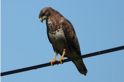 Buse variable
