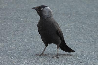 Corvus monedula