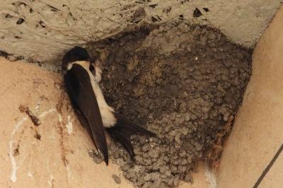 Delichon urbicum
