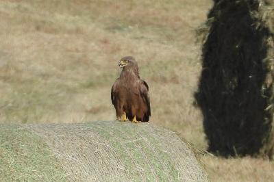 Milvus migrans