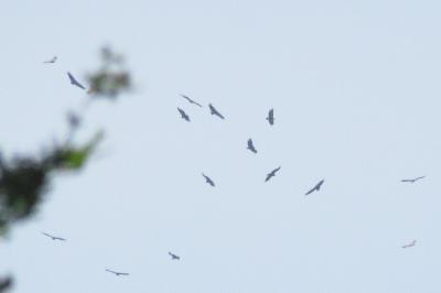 Vautour fauve