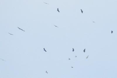 Vautour fauve