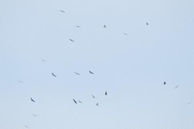 Vautour fauve