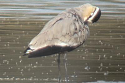 Vanellus gregarius