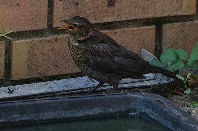 Turdus merula
