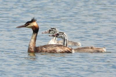 Podiceps cristatus