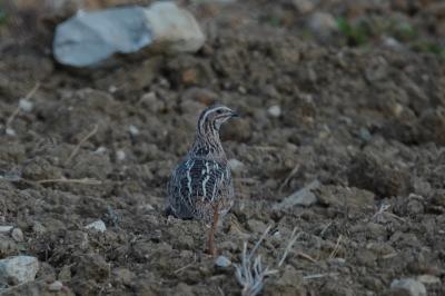 Coturnix coturnix