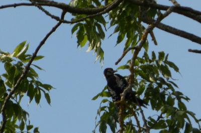 Dendrocopos major