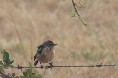Saxicola rubicola
