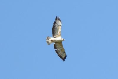 Buse variable