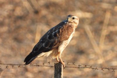 Buse variable