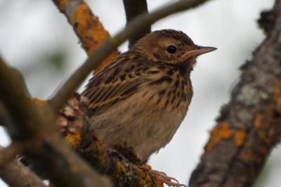 Pipit des arbres